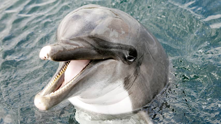 skinny dolfijn dolfinarium