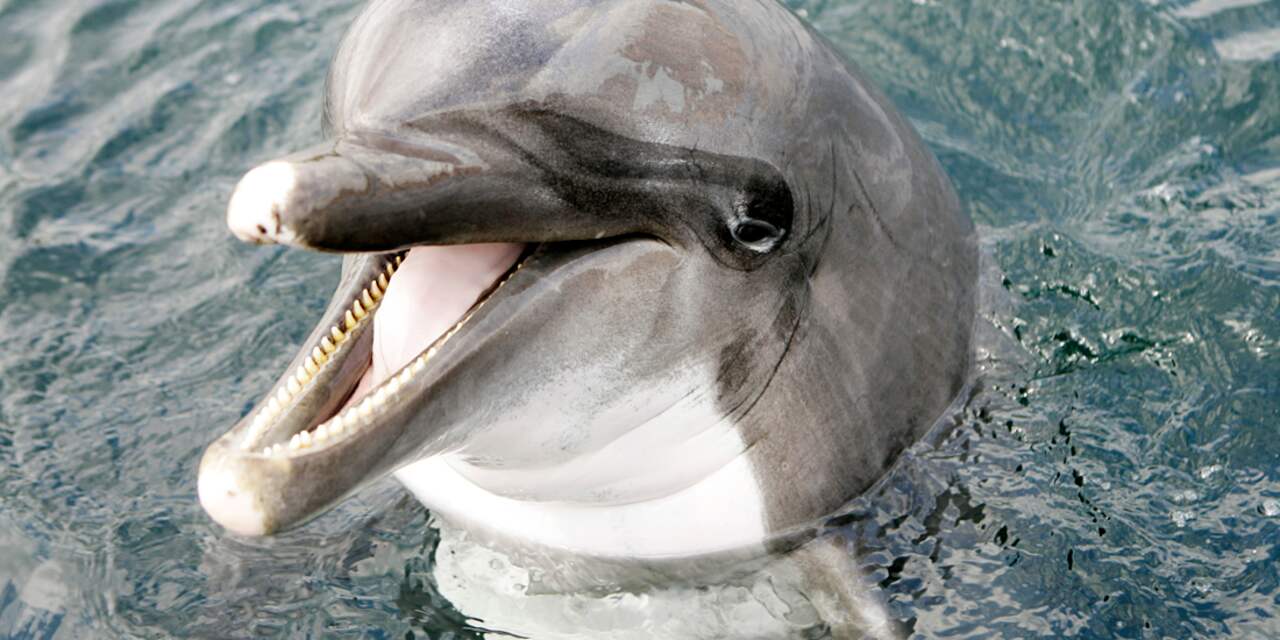 Aangifte tegen Dolfinarium om ontucht met dolfijn 