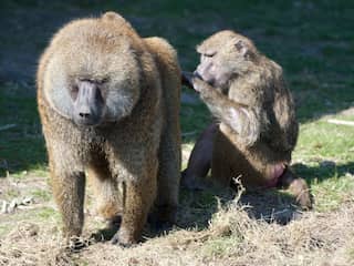 Groene bavianen Stichting AAP gaan terug naar hun roots