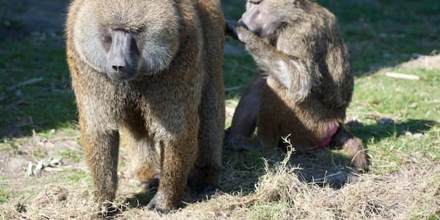 Groene bavianen Stichting AAP gaan terug naar hun roots