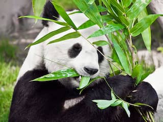 panda reuzenpanda