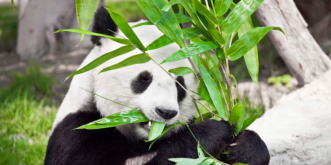 Leefgebied van wilde reuzenpanda's slinkt door klimaatverandering