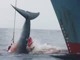 IJsland vangt dit jaar geen walvissen