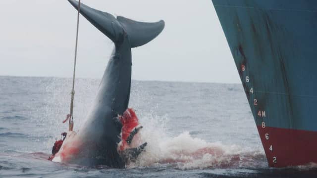Afbeeldingsresultaat voor japanse walvisvaart