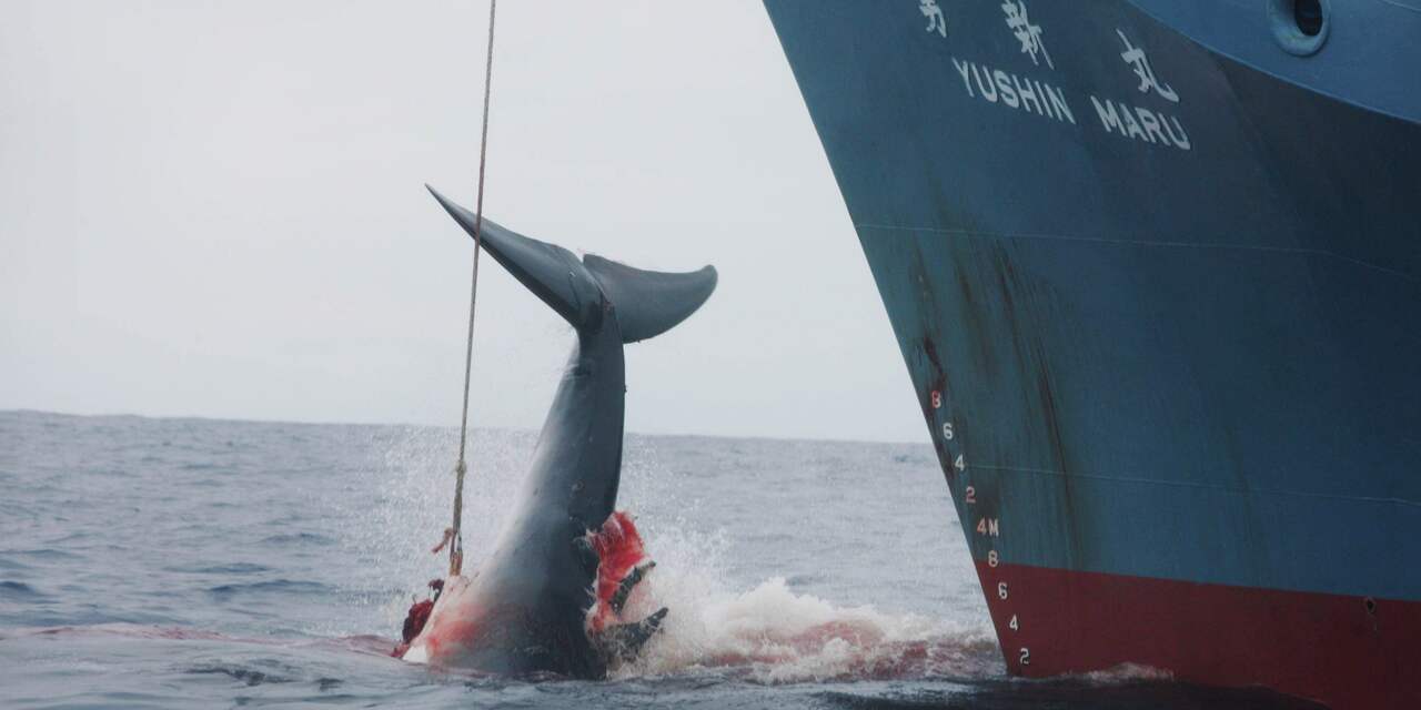 Japan wil volgend jaar walvisjacht hervatten