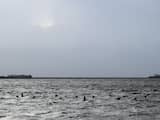 LEMMER - Grote groepen aalscholvers trotseren windkracht 9 op het IJsselmeer, door in een lang lint vlak over het wateroppervlak te vliegen.