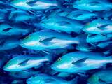'Duurzaamheidslabel vis verbetert visbestanden' 
