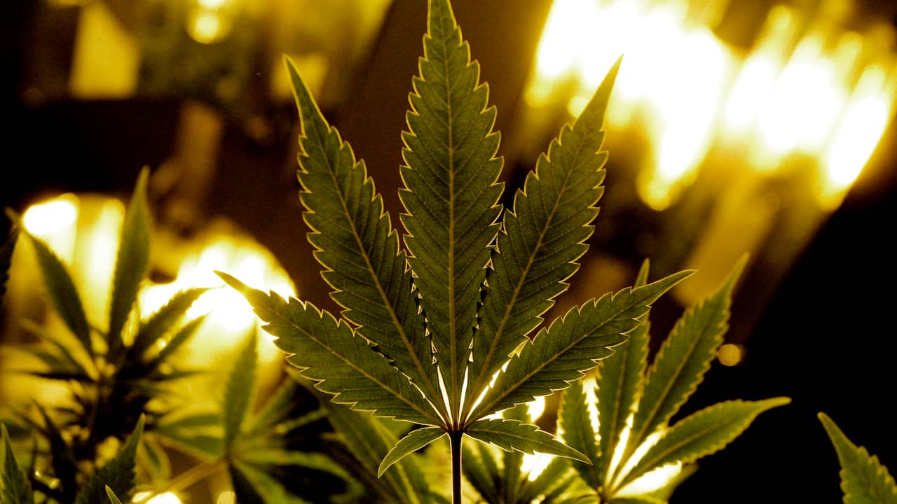 Minister: Canada gaat marihuana legaliseren