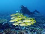 Klimaatwetenschappers: Oceanen veel meer opgewarmd dan gedacht