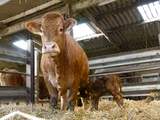 Gemeenten Brabant controleren veehouderijen onvoldoende