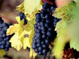 Spanje koploper in Europese wijnbouw