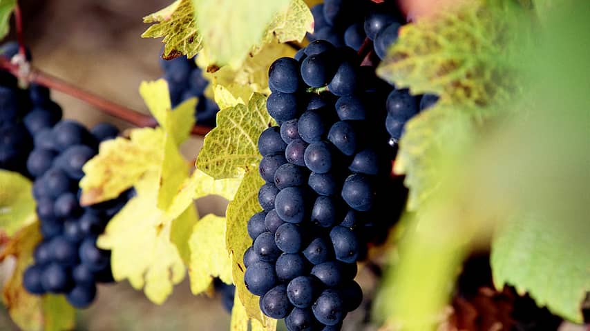 druif druiven wijn wijngaard