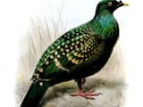 'Gevlekte groene duif was familie van dodo'