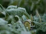 Eerste planten veroorzaakten ijstijd