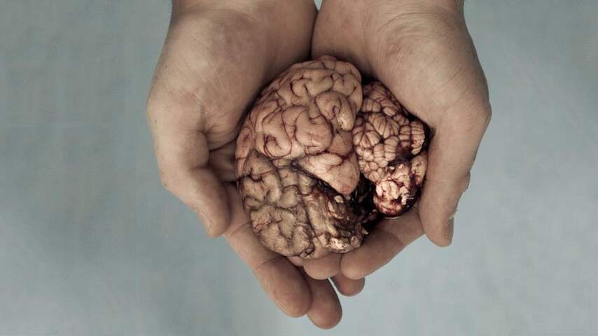 tedx-human-nature-brain