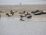 Duitse zeehonden bezweken aan vogelgriep