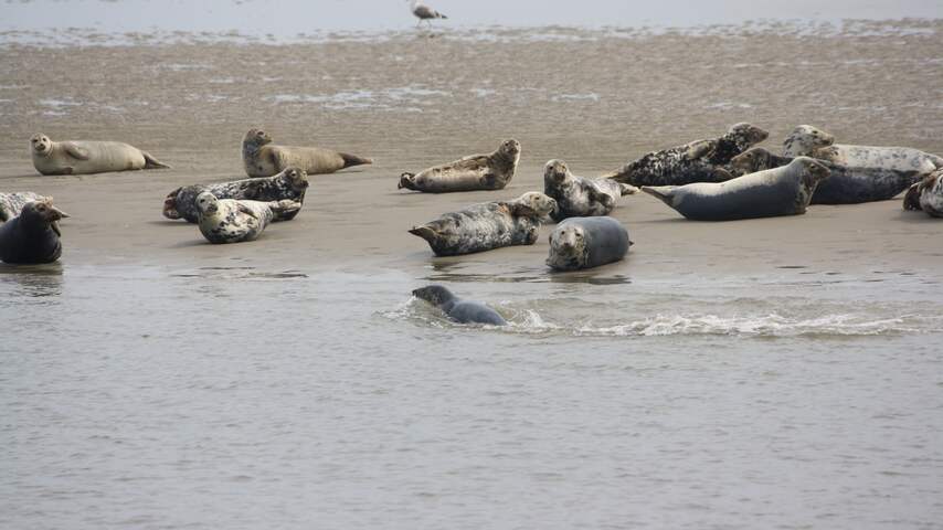 Zeehonden op de zandbank op de waddenzee.