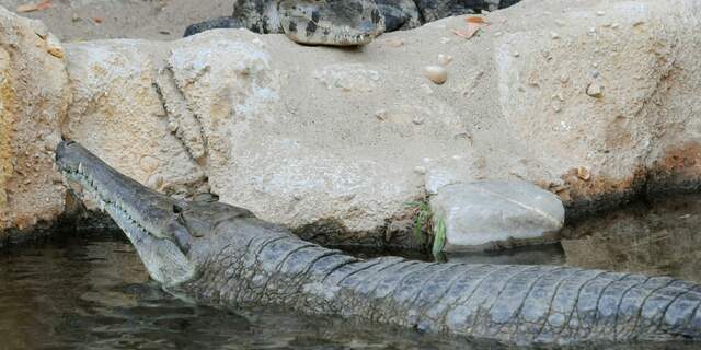 Krokodil