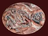 Oudste dinosaurusnesten gevonden