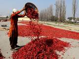 Maandag 18 oktober: Een vrouw uit Kashmir, India sorteert een berg rode pepers op een zonnige dag om ze te laten drogen. 