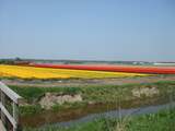 In Abbenes is dit prachtige veld te bewonderen. Wie de velden in alle kleurenpracht wilt zien, dan moet het vlug.
Na 2e Paasdag zullen de velden hard aftakelen, mede door het warme weer.