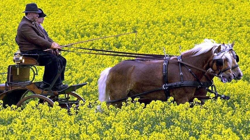 Paarden