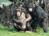 Chimpansees delen gereedschap ook