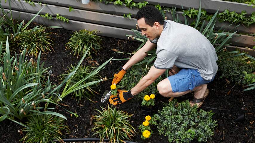 hovenier tuin tuinman plant planten