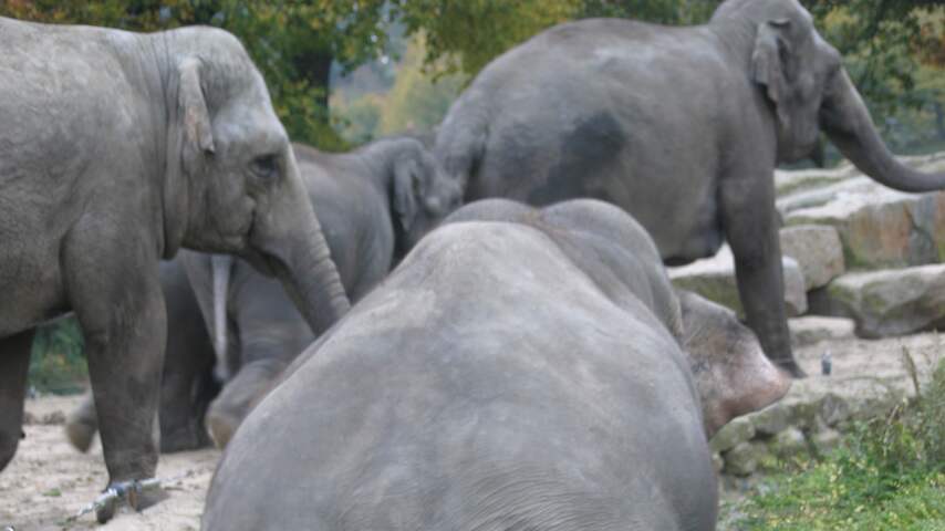 Noorderdierenpark ontruimd na val olifant.