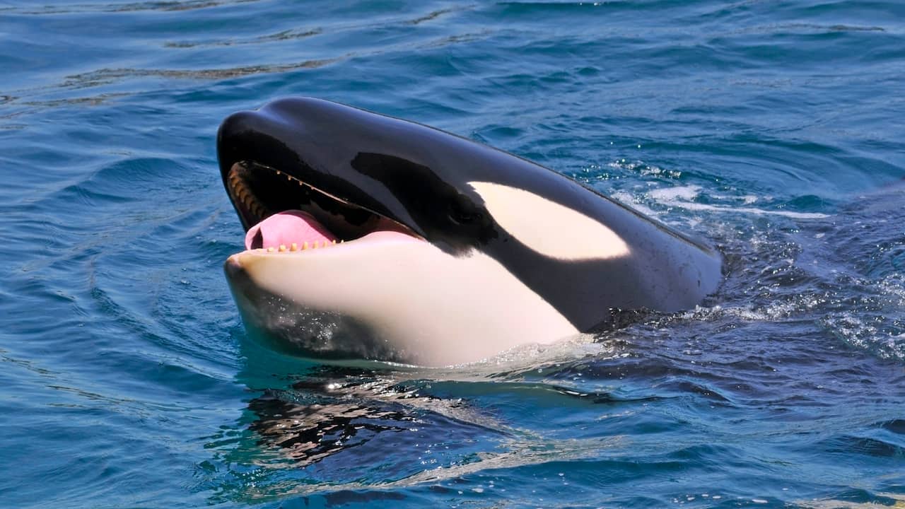 Beeld uit video: Orka werpt zeehond 20 meter de lucht in