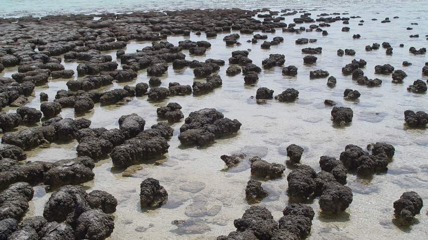 Stromatolieten