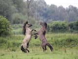 De Konikpaarden in de Oostvaardersplassen hebben de zomer in hun bol, de hengsten vechten volop met elkaar.
Daarbij gaat het er hard aan toe !