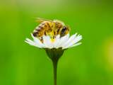 Hoop op verbod bijengif neemt toe