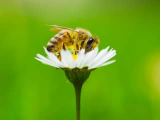 bij bijen insect insecten