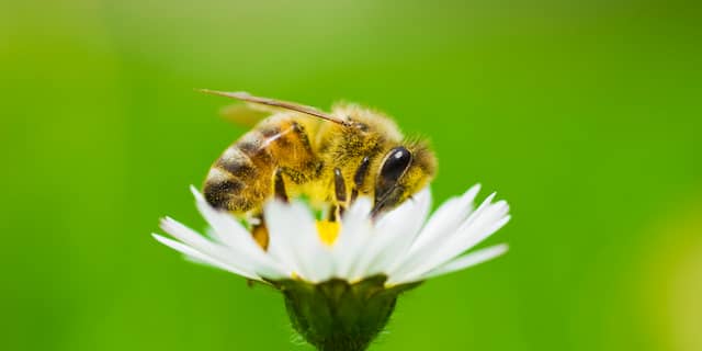 bij bijen insect insecten