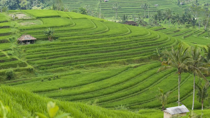 Rijstveld in Indonesië