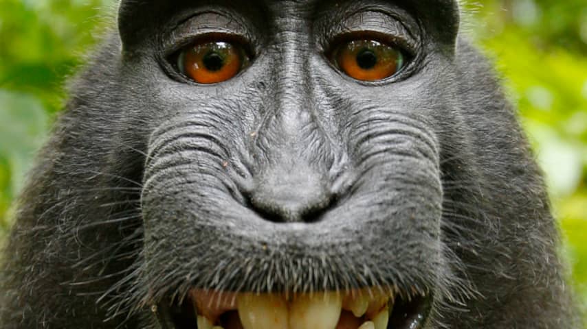 VS verleent geen auteursrecht aan selfie door aap