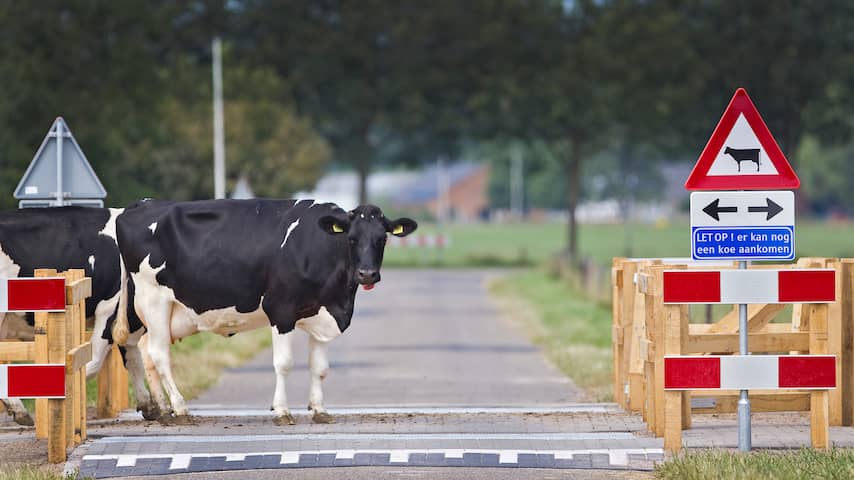 Zebrapad voor koeien