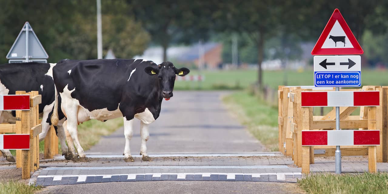 Koeien op snelweg A2 bij Roosteren