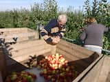 Nederland, Leuth, 30-9-2013~Bij een fruitteler worden de appels geoogst. Het zijn de rassen Elstar en Red Print. De laatste is vooral voor de export naar o.a. het midden oosten en italie. De kwaliteit en kwantiteit zijn erg goed. Het is lastig genoeg plukkers te vinden. De vruchten worden binnengehaald door tijdelijke arbeidskrachten uit Polen en lokale ouderen die met pensioen zijn.~Foto: Flip Franssen/Hollandse Hoogte
