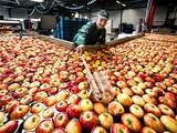 Nederland, Margraten, 12-08-14. Foto Roger Dohmen Cooperatieve Fruitveiling Zuid Limburg