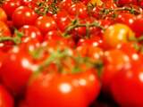 AMERSFOORT - Supermarktketen PLUS promoot de Nederlandse tomaten in de schappen nu telers worden getroffen door de Russische boycot. Bij de supermarkt gaan de Hollandse trostomaten met 2 euro in prijs omlaag naar 89 cent voor een kilo. ANP BAS CZERWINSKI
fotograaf	Bas Czerwinski