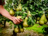 Fruitteler Bert de Haan controleert de kwaliteit van de Conference peren in zijn boomgaard. Hij wordt gedupeerd door de Russische boycot van voedsel uit onder andere de EU aangezien 40 procent van de Nederlandse Conference peren naar Rusland gaat. ANP ROBIN VAN LONKHUIJSEN
