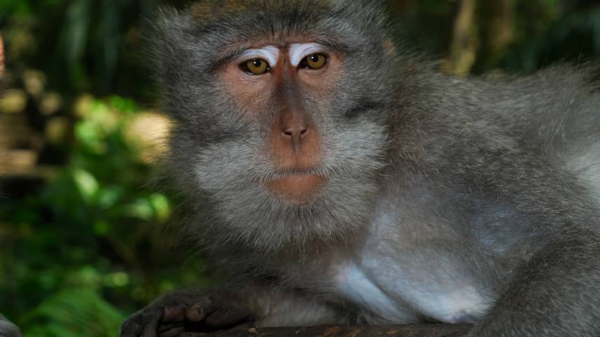 Onderzoek: Java-apen geschikt voor vaccintesten coronavirus