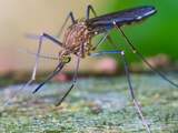 Experts Wageningen: Vroege muggenpiek door warmte al begin juni verwacht