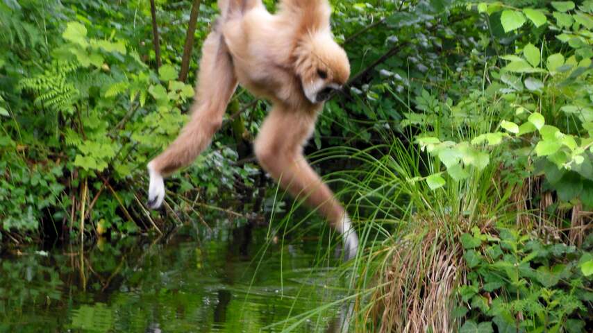 Gibbon reikt naar water in Dierenpark Emmen