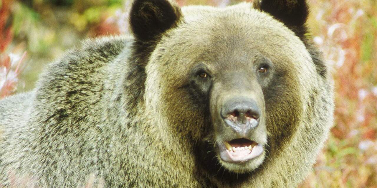 Weer dode door grizzly in Yellowstone