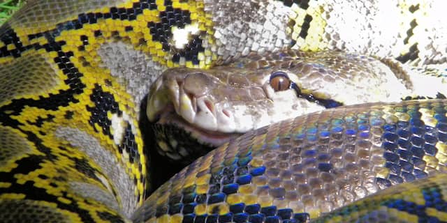 Python in Noorderdierenpark