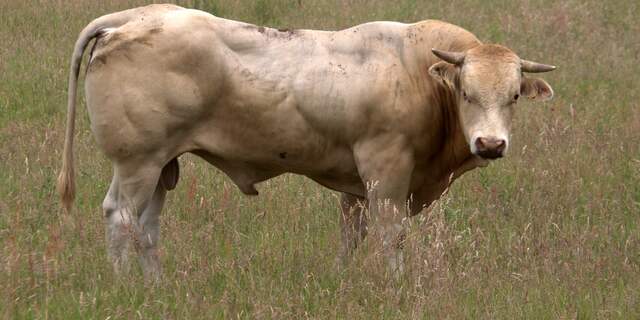 Limousine stier in Mantinge.