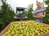 'Prijs voor appels en peren gehalveerd'